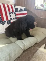 Diesel, a male Newfoundland for sale in Geneva, IN – 5 of 10