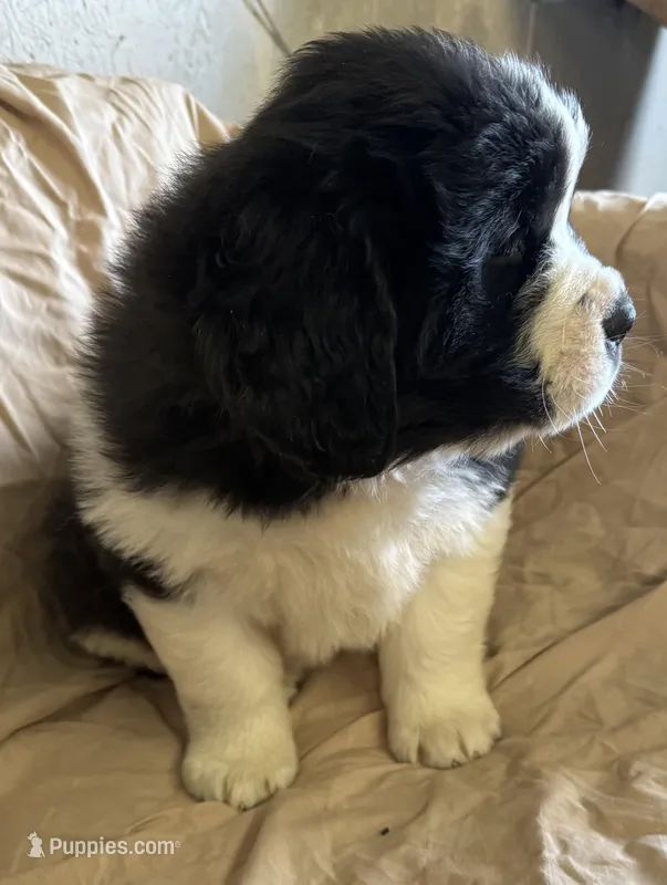 Cleo – Newfoundland, Saint Bernard puppy for sale in Geneva, IN
