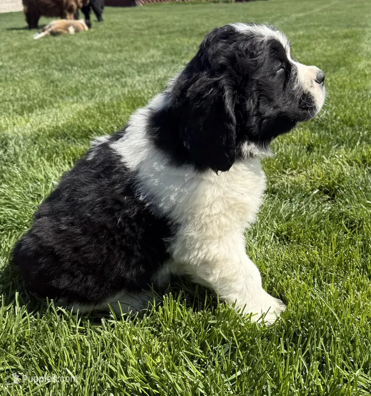 Cleo – Newfoundland, Saint Bernard puppy on hold in Geneva, IN