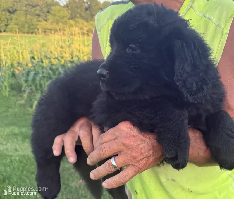 Bear – Newfoundland puppy for sale in Geneva, IN
