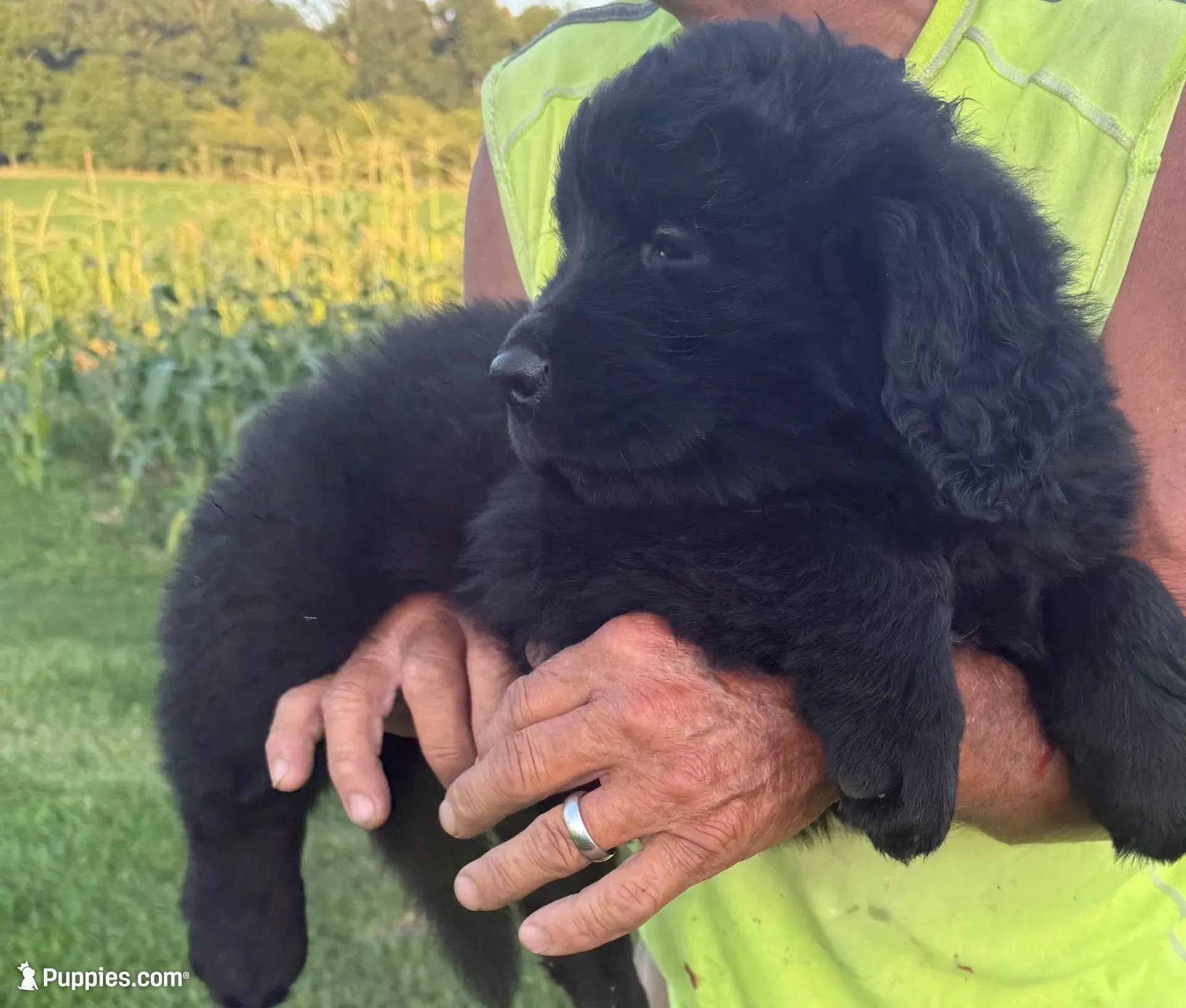 Bear, a male Newfoundland for sale in Geneva, IN – 1 of 6
