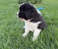 Buster, a male Newfoundland and Saint Bernard for sale in Geneva, IN – 4 of 8