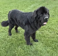 River, a male Newfoundland and Saint Bernard for sale in Geneva, IN – 4 of 8