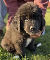 Eva, a female Newfoundland for sale in Geneva, IN – 6 of 10