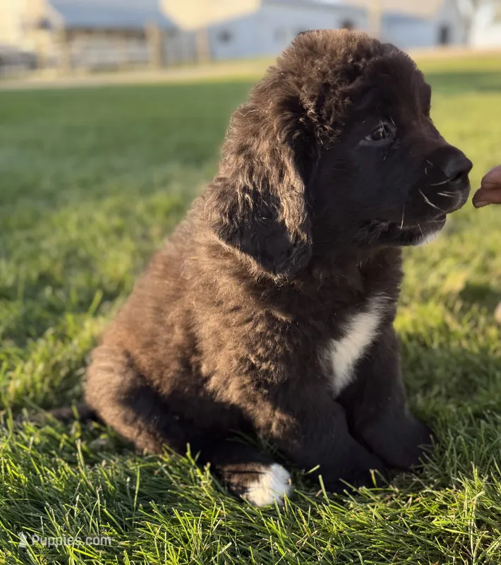 Eva – Newfoundland, Saint Bernard puppy for sale in Geneva, IN