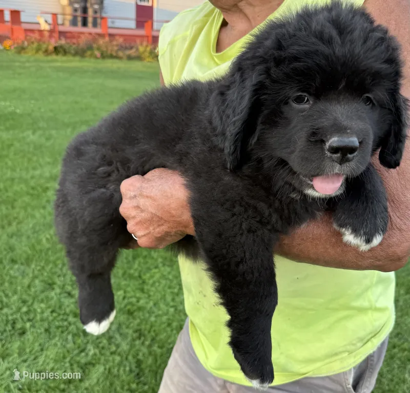 Eva – Newfoundland, Saint Bernard puppy for sale in Geneva, IN