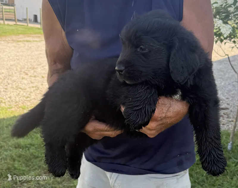 Murphy – Newfoundland puppy for sale in Geneva, IN