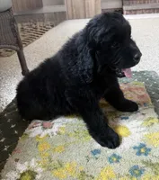 Diesel, a male Newfoundland for sale in Geneva, IN – 2 of 10