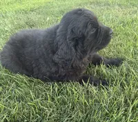 Bear, a male Newfoundland for sale in Geneva, IN – 5 of 6