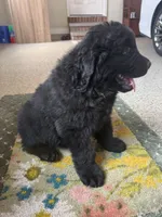 Diesel, a male Newfoundland for sale in Geneva, IN – 9 of 10