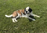 Buster, a male Newfoundland and Saint Bernard for sale in Geneva, IN – 8 of 8