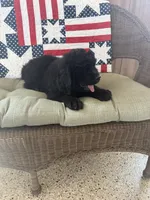Diesel, a male Newfoundland for sale in Geneva, IN – 4 of 10