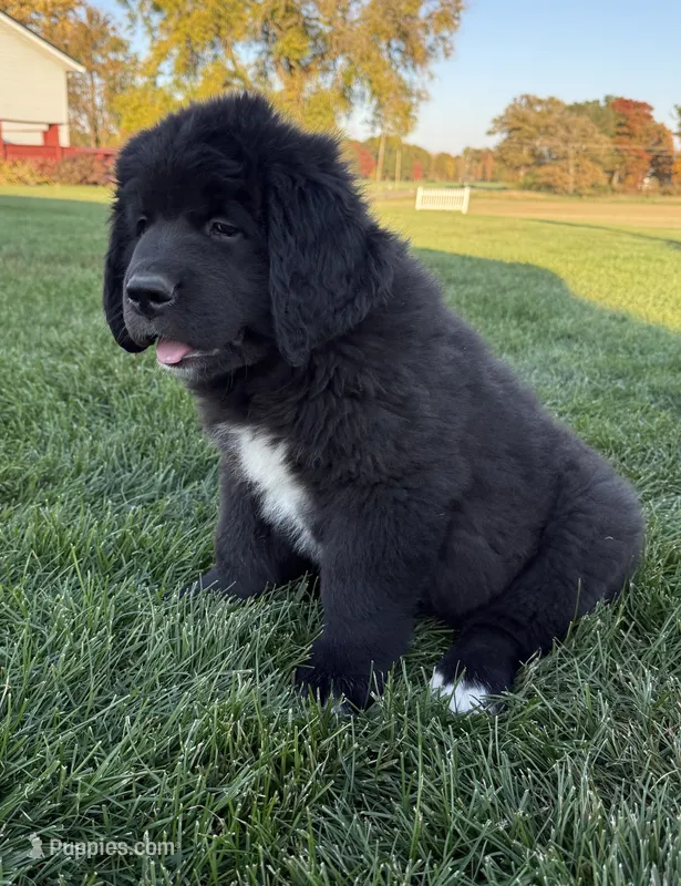Eva – Newfoundland puppy for sale in Geneva, IN