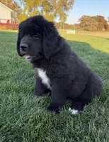 Eva, a female Newfoundland for sale in Geneva, IN – 1 of 10