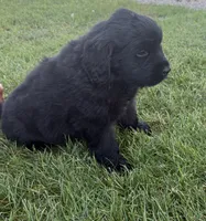 Murphy, a male Newfoundland for sale in Geneva, IN – 2 of 3