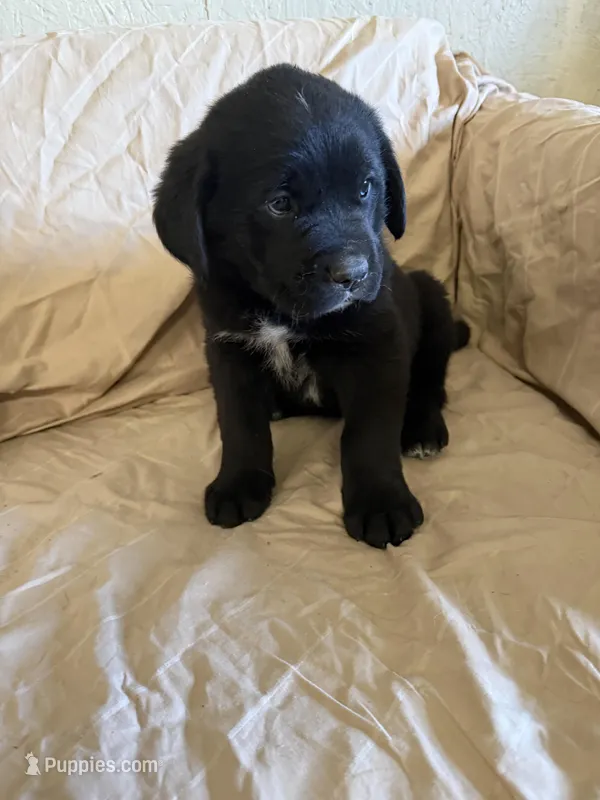 Cookie – Newfoundland, Saint Bernard puppy for sale in Geneva, IN