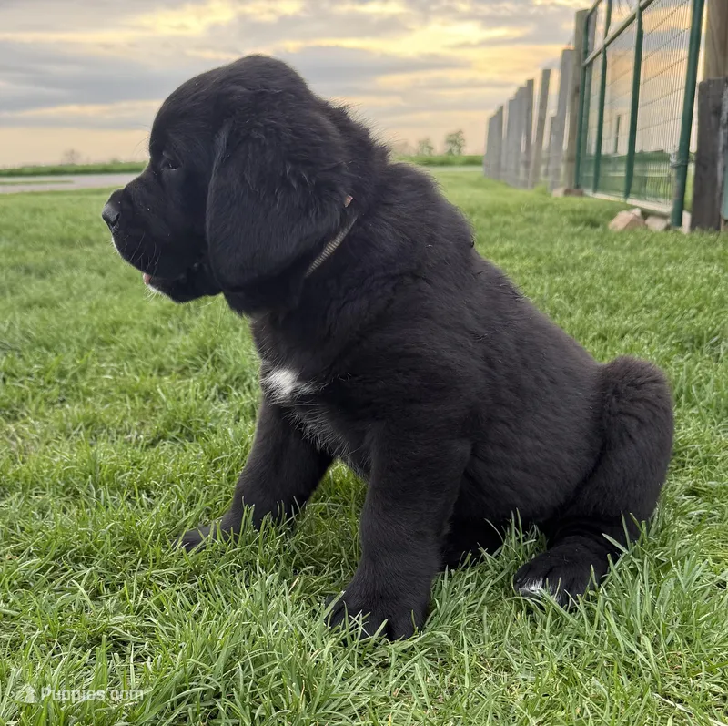 Cookie – Newfoundland, Saint Bernard puppy for sale in Geneva, IN