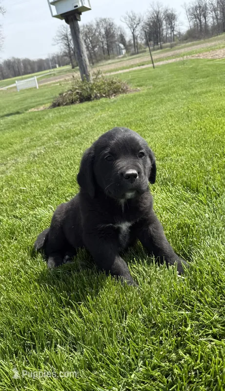 Cookie – Newfoundland, Saint Bernard puppy for sale in Geneva, IN