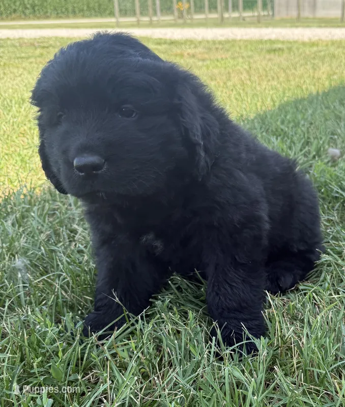 Atlas – Newfoundland puppy for sale in Geneva, IN