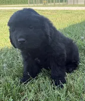 Atlas, a male Newfoundland for sale in Geneva, IN – 1 of 4
