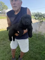 Murphy, a male Newfoundland for sale in Geneva, IN – 3 of 3