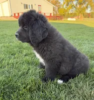 Eva, a female Newfoundland for sale in Geneva, IN – 2 of 10