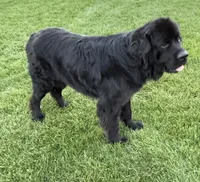 Buster, a male Newfoundland and Saint Bernard for sale in Geneva, IN – 5 of 8