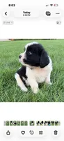 River, a male Newfoundland and Saint Bernard for sale in Geneva, IN – 7 of 8