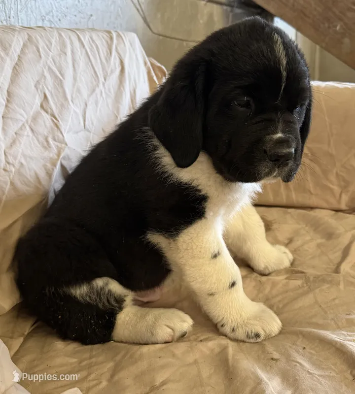 Gunner – Newfoundland, Saint Bernard puppy for sale in Geneva, IN