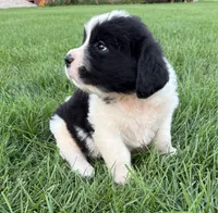 River, a male Newfoundland and Saint Bernard for sale in Geneva, IN – 2 of 8