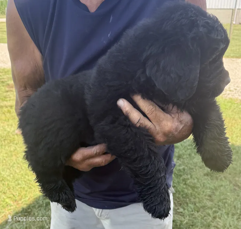 Moose – Newfoundland puppy for sale in Geneva, IN
