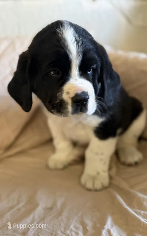 Hercules – Newfoundland, Saint Bernard puppy for sale in Geneva, IN