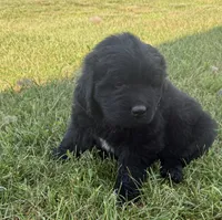 Moose, a male Newfoundland for sale in Geneva, IN – 2 of 4