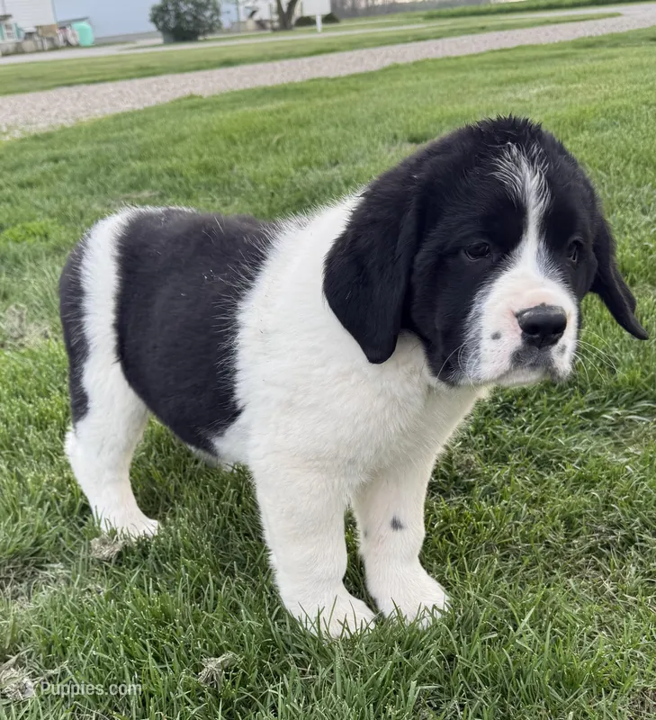 Daisy – Newfoundland, Saint Bernard puppy for sale in Geneva, IN