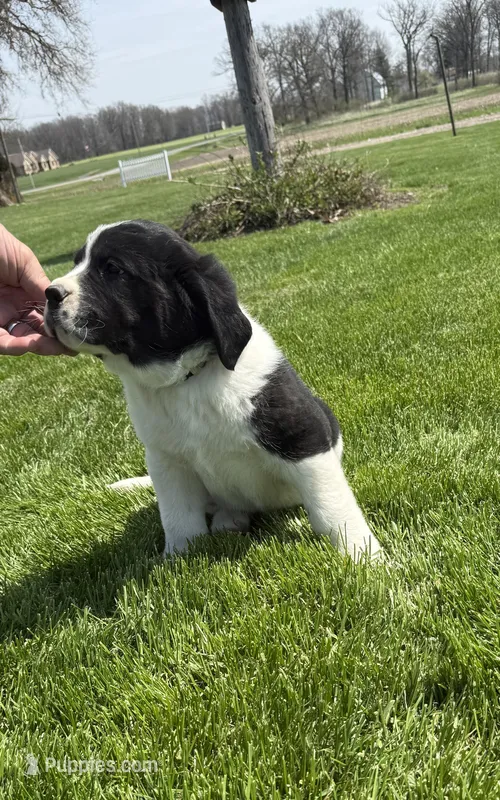 Daisy – Newfoundland, Saint Bernard puppy for sale in Geneva, IN