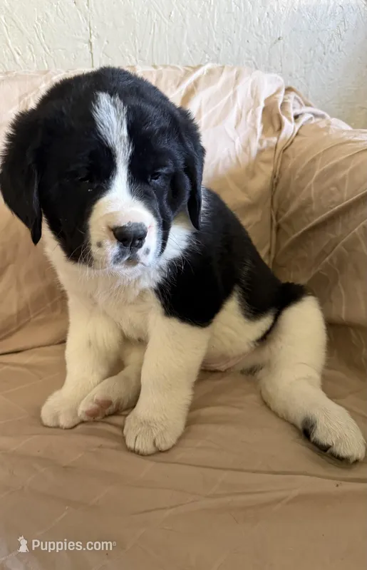 Daisy – Newfoundland, Saint Bernard puppy for sale in Geneva, IN