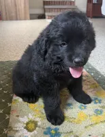 Diesel, a male Newfoundland for sale in Geneva, IN – 3 of 10