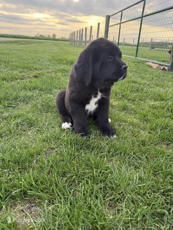 River – Newfoundland, Saint Bernard puppy for sale in Geneva, IN