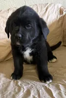 River, a male Newfoundland and Saint Bernard for sale in Geneva, IN – Photo 1 of 5