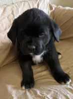 River, a male Newfoundland and Saint Bernard for sale in Geneva, IN – Photo 2 of 5