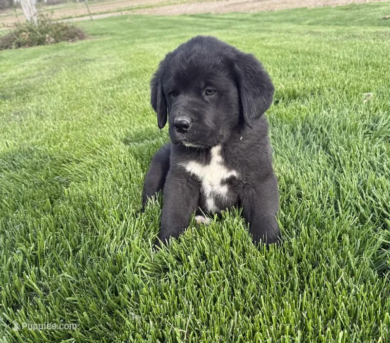 River – Newfoundland, Saint Bernard puppy for sale in Geneva, IN