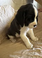 Stella, a female Newfoundland and Saint Bernard for sale in Geneva, IN – Photo 3 of 5