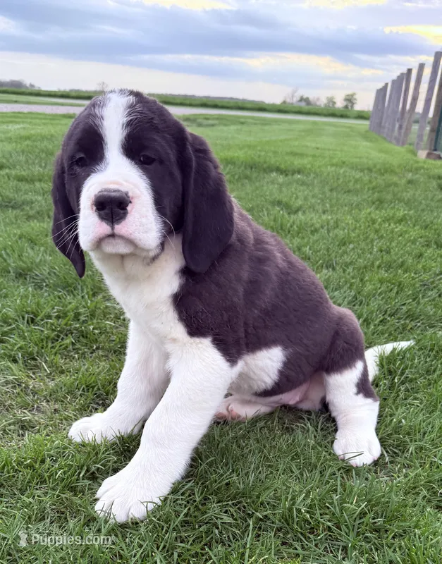 Stella – Newfoundland, Saint Bernard puppy for sale in Geneva, IN