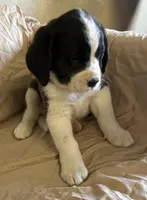 Stella, a female Newfoundland and Saint Bernard for sale in Geneva, IN – Photo 1 of 5