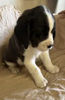 Stella, a female Newfoundland and Saint Bernard for sale in Geneva, IN – Photo 2 of 5