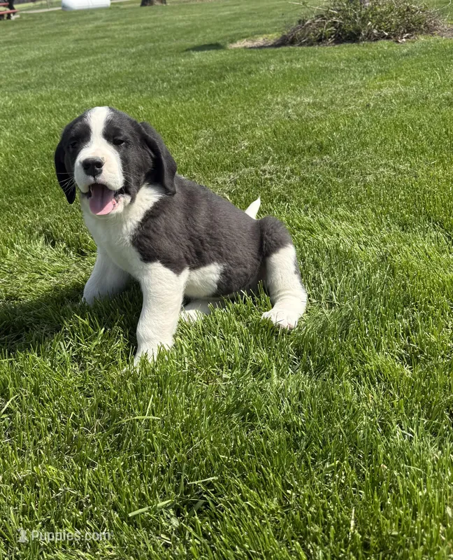 Stella – Newfoundland, Saint Bernard puppy for sale in Geneva, IN