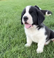 Hank, a male Newfoundland and Saint Bernard for sale in Geneva, IN – 3 of 7