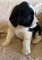 Tank, a male Newfoundland and Saint Bernard for sale in Geneva, IN – Photo 2 of 5
