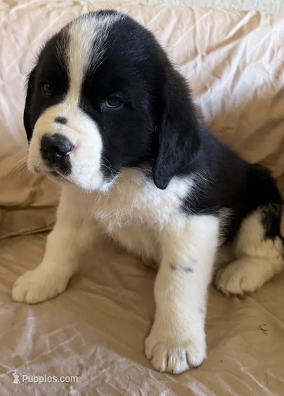 Tank – Newfoundland, Saint Bernard puppy for sale in Geneva, IN