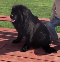Tank, a male Newfoundland and Saint Bernard for sale in Geneva, IN – Photo 4 of 5